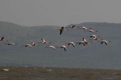 birds-000