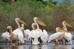 Birds - Great white pelican