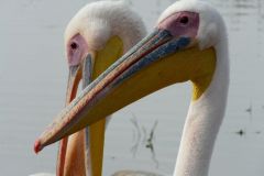 Birds - Great white pelican, close-up