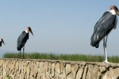 Birds - Marabou stork