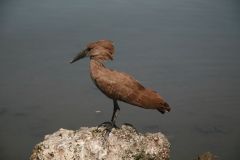 birds-011