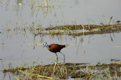 birds-015