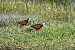 Birds - African jacana