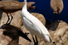 Birds - Litle egret and hamerkop
