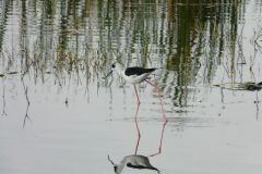 birds-021