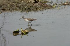 birds-022