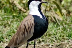 birds-023