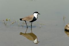 birds-024
