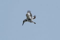 birds-026