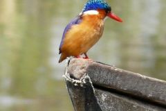 birds-027