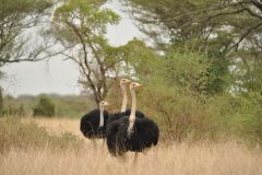 Birds - Common ostriche