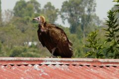 birds-032