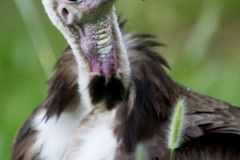 Birds - Hooded vulture, close-up