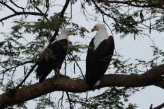 Birds - African fisheagle
