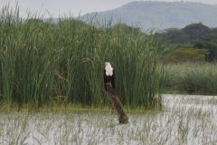 birds-035
