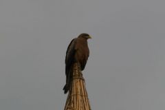 birds-037