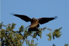 Birds - Yellow-billed kite
