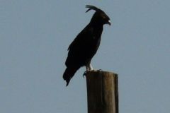 birds-040