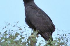 Birds - Long-crested eagle