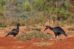 birds-044