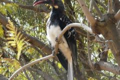 birds-049