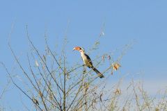 birds-051