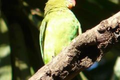 birds-052