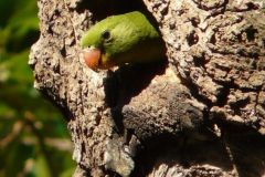 birds-053