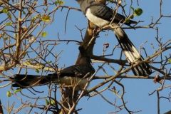 birds-054