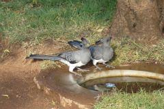 birds-055
