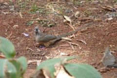 birds-057