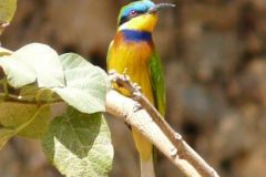 birds-058