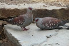 birds-060