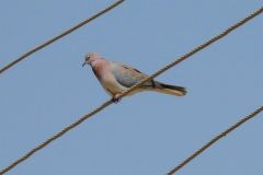 birds-061