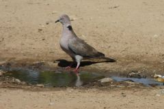 birds-062