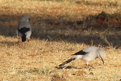 birds-063