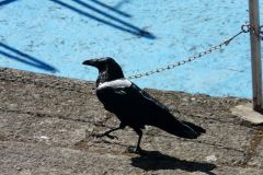 birds-064