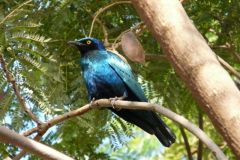 birds-066