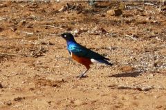 birds-067