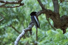 birds-069