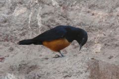 birds-070