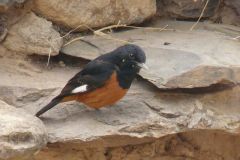 birds-071