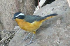 birds-072