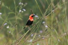 birds-074