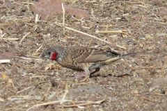 birds-075
