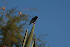 birds-076