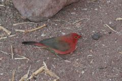 birds-078