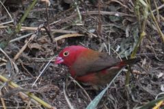 birds-079