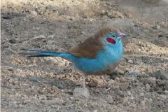 birds-081