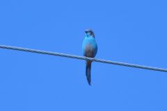 birds-082